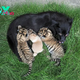 SAO.Video Captures Heartwarming Moment: Two Tiger Cubs Embraced by Loving Dog Mother.SAO
