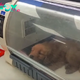 Heartbreaking Video Shows Abandoned Puppy, Just Months Old, Lying in Park Desperately Without Aid from Anyone