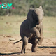 SZ “How adorable! Just witnessed a baby elephant’s playful moment in the wіɩd.” SZ