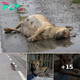 Young Boy Took Photo Of Beaten Pregnant Dog, Pleaded For Help But No One Showed