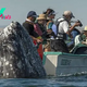 LS ”Humorous Scene: Sneaky Whale Appears Behind Observers as They Gaze in the Wrong Direction”