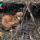 tl.Dog Battles for Survival in Filthy Sewer: Cold, Hungry, and on the Brink of Starvation