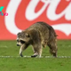 LOOK: Raccoon runs onto the field during Philadelphia Union-New York City FC match