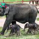 bb. The arrival of rare twin elephants at a New York Zoo creates a historic moment, captivating the world with the marvels of nature and highlighting a significant milestone in wildlife conservation.