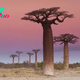 Bizarre evolutionary roots of Africa's iconic upside-down baobab trees revealed