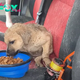 Heroic Act: Man Bravely Rescues Tiny Stray Puppy Stranded and Shivering in the Pouring Rain