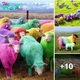 Lamz.Exploring Nature’s Palette: The Vibrant World of Rainbow Sheep