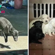 rom. Enduring a month of hardship, a stray mother dog, with her two front feet missing, bravely fights to survive, desperately pleading for help to care for her six pups.