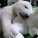 bb. “Heartwarming: Baby Polar Bear Comforted by Stuffed Animal’s Sweet Sounds as Zookeepers Provide Care” – a touching scene of nurture and comfort in the animal kingdom.