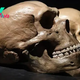 What's the difference between Neanderthals and Homo sapiens?