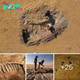 Discovered a huge dinosaur bone store stuck in the Sahara desert