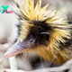 LS ”The Secret Life of the Streaked Tenrec, Madagascar’s Striped and Spiky Wonder ‎”
