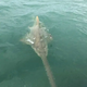 tl.Fishermen scream as 15ft sea monster emerges from water after latching onto bait ‎