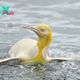 LS ”Images of an incredibly rare yellow penguin photographed with a group of 120,000 other king penguins between Antarctica and Africa. The penguin has a condition that causes lighter pigmentation, causing it to be yellow and white.⁠ ”