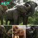 Touching Reunion: Elephant Mother and аdoрted Daughter Share Emotional Embrace After Years of Separation.sena