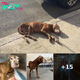 People Spot Dog Collapsed On Sidewalk And Realize She’s Still Alive