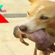 f.The brave dog who saved an abandoned baby from the trash received many compliments.f