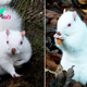 Aww Rare Encounter: Photographer Captures Stunning Images of One of the Nation’s 50 Albino Squirrels.