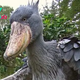 nht.Staggering Avian Spectacle: Giant Bird Leaves Observers Astonished by Consuming Full-Grown Leaves! ‎