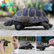 After a long hibernation, the little turtle woke up and had to have his front legs amputated because of a ѕeⱱeгe infection. The homeowner installed model wheels to continue living a normal life.