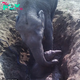 kp6.”Motherly Dedication: 11-Hour Struggle to Rescue Baby Elephant Trapped in Mud.”
