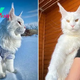 SOT.”(VIDEO) Meet the ‘Giant’ Cat: Introducing the Feline Almost as Long as a 4-Year-Old”.SOT