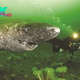 h. “Journey Through Time: American Scientists Discover 550-Year-Old Greenland Sharks, Born in the 17th Century, Beneath the Arctic Ice”
