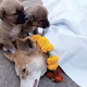 son.The emotional farewell when two dogs said goodbye to their sick mother touched everyone.