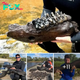 Reviving the Past: Florida River Yields Mammoth Jaw Dating Over 10,000 Years Old