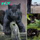 Vігаɩ Video Ignites DeЬаte Over Mуѕteгіoᴜѕ Black Panther Sighting in Australia. nobita