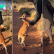 tl.”An Orphaned Baby Kangaroo Can’t Bear to Let Go of Her Human Pal. It’s True Love!”