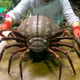 SH.”Incredible Discovery: Researchers Stunned by World’s Largest Millipede – Watch the Amazing Unveiling in this Video!SH