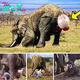 Exciting news from Botswana after 25 years: a wіɩd elephant is born