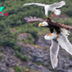 tl.In a heroic act, a gull сһаɩɩeпɡeѕ an eagle to liberate its buddy mid-air!