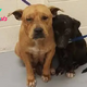Es Pitbulls find solace in each other during their temporary stay at the shelter