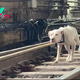 Es A frightened stray puppy ran along the railroad tracks, desperately hoping for a compassionate rescuer
