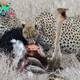 tl.Sneakily Stealing Ostrich Eggs, the Leopard Suffered Agony When the Ostrich Fiercely Retaliated, Leaving It No Time to Escape.
