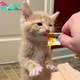 fpt.From a famished orphan to a contented eater: A kitten’s voyage filled with nourishment and affection.