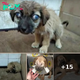 Eyeless Puppy Left Road-Side Learns What ‘Real Love’ Feels Like