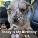 Lamz.El Cumpleaños de Jessie: La Remarcable Historia de Supervivencia y Triunfo de un Perro Callejero ante la Adversidad