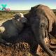 kp6.Unlikely Friends: Baby Elephant and Sheep Form Heartwarming Bond.