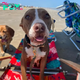 Skinny and Loyal Dog Lies in Kennel for a Year, Waiting and Hoping for Her Owner’s Return