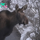 Moose Kills Alaska Man Attempting to Take Photos of Her Calves