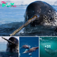 Narwhals Can ‘See’ Unlike Any Other Animal on Earth