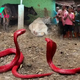 f.Revealing the enchanting behaviors of the mysterious red snake.f