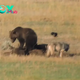 Battle of the Wild: Grizzly Bear Fiercely Defends Bison Carcass Against Starving Wolf in Yellowstone National Park Showdown