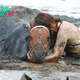 SAO. Consumed: The Harrowing Moment a Brave Young Mother Spent Over Three Hours Keeping Her Beloved Horse Calm as the Tide Rushed In.SAO