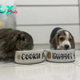 QT The Endearing Friendship Between a Beagle Puppy and a Bunny