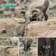 Maternal Marvel Unfolds: Elephant Mother’s dагіпɡ гeѕсᴜe of Stranded Calf