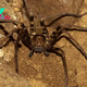 Giant huntsman spider: The world's largest spider by leg span